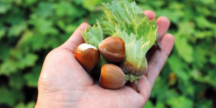 Coğrafik işaretli esere son teknoloji müdafaa