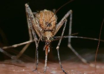 DSÖ korkuttu: Dünya nüfusunun yarısı risk altında!