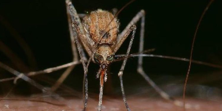 DSÖ korkuttu: Dünya nüfusunun yarısı risk altında!