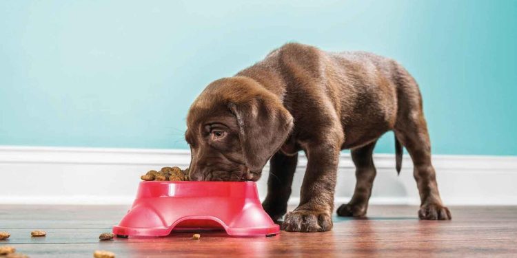 Evcil hayvanlar için etrafa hassas besin