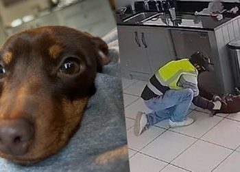 Hırsızların çaldığı Twiglet bulundu