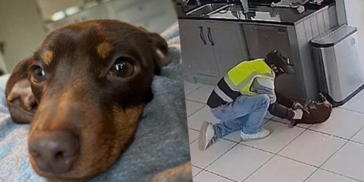 Hırsızların çaldığı Twiglet bulundu