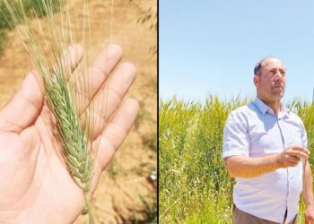 Konya Ovası’nda 180 santimetre buğday yetişti