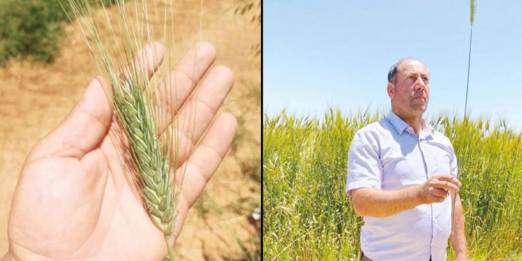 Konya Ovası’nda 180 santimetre buğday yetişti