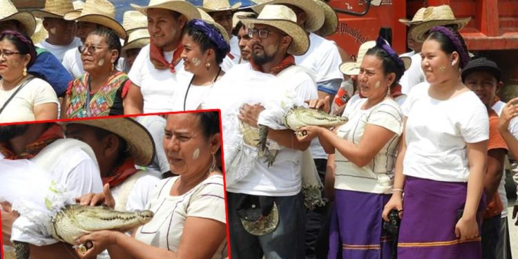 Meksikalı belediye lideri timsahla evlendi, gelinlik giydirdi, dans etti