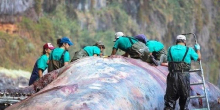 Meyyit balinanın bağırsağından 500 bin euroluk akamber çıktı! Bedeli dudak uçuklattı…