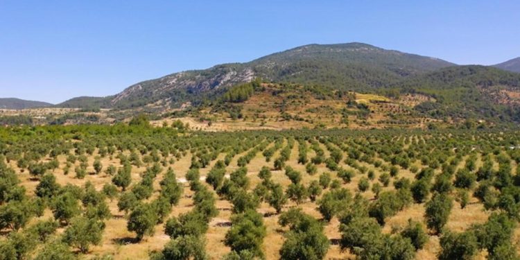 Muğla’da maden alanları zeytin bahçesine dönüştü