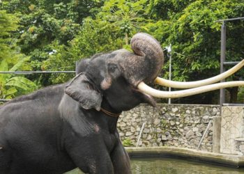 Muthu raja krizi bitti! Armağan fil konutuna döndü