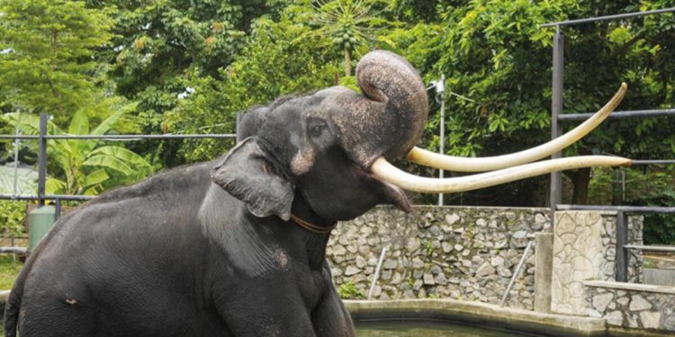 Muthu raja krizi bitti! Armağan fil konutuna döndü