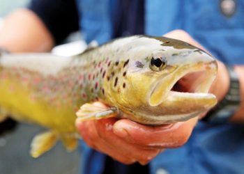 Norveç somonunda parazite rastlandı