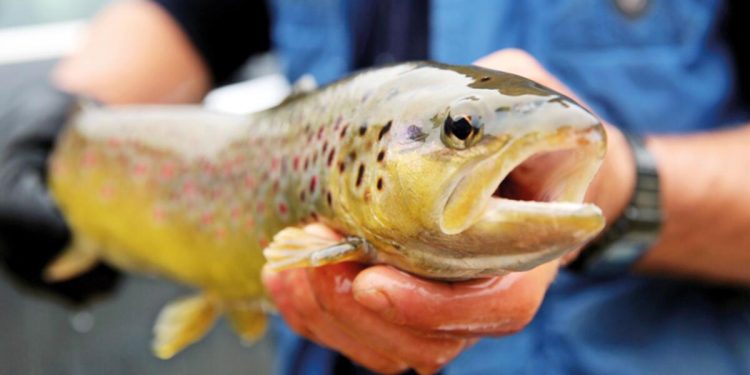 Norveç somonunda parazite rastlandı