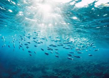 Okyanuslarda maden tartışması derinleşiyor