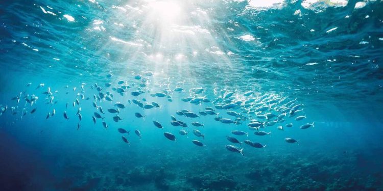 Okyanuslarda maden tartışması derinleşiyor