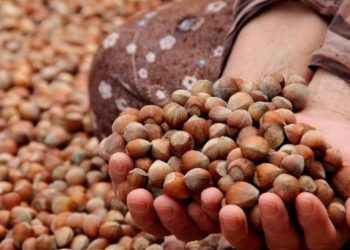 Ordu’da fındık toplama yevmiyesi belirlendi