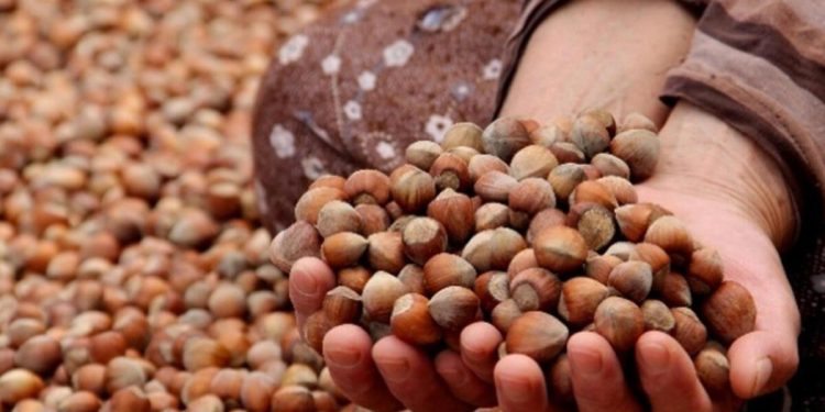 Ordu’da fındık toplama yevmiyesi belirlendi