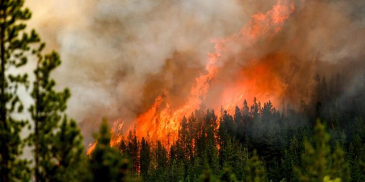 Orman yangınları denetim altına alınamıyor! Kanada alarmda…