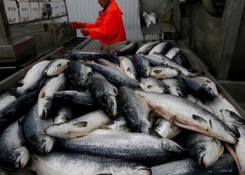 Rusya’dan AB, ABD ve Norveç’ten balık ve deniz eserleri ithalatını yasak