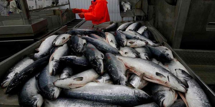 Rusya’dan AB, ABD ve Norveç’ten balık ve deniz eserleri ithalatını yasak