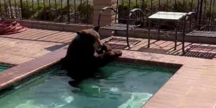 Sıcaktan bunalan ayı jakuzide serinledi