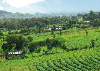 Sürdürülebilir tarım yine keşfediliyor
