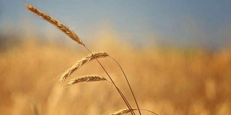 Tahıl koridorunda gözler Rusya’da