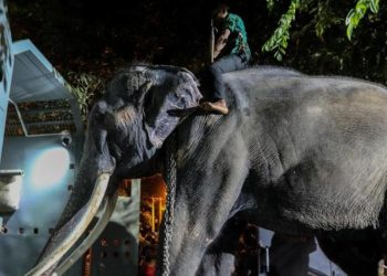 Tayland, Budist Tapınağı’nda azap gören fili geri aldı