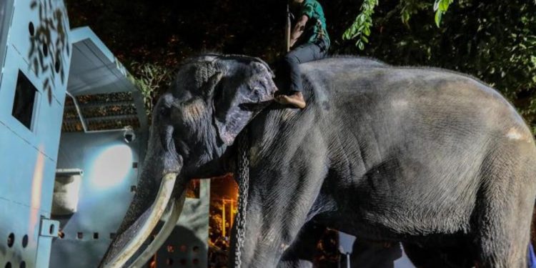 Tayland, Budist Tapınağı’nda azap gören fili geri aldı