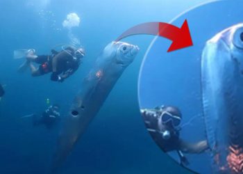 Toplumsal medyayı korkutan imgeler: 2 metre uzunluğunda, ‘deprem habercisi’ olduğu sav ediliyor