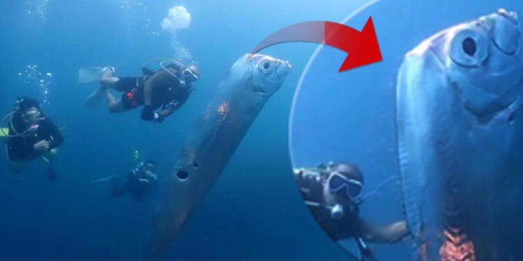 Toplumsal medyayı korkutan imgeler: 2 metre uzunluğunda, ‘deprem habercisi’ olduğu sav ediliyor