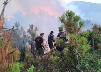 Tunsu’ta orman yangınları 3 gündür devam ediyor