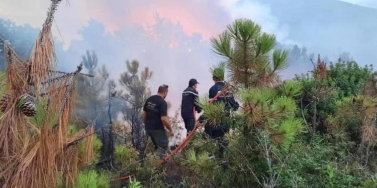 Tunsu’ta orman yangınları 3 gündür devam ediyor