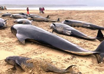 Yalnızca 1’i kurtuldu