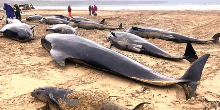 Yalnızca 1’i kurtuldu