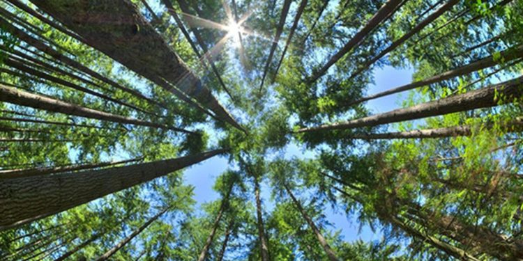 8 ülke Amazon’daki ormansızlaşmaya karşı işbirliği yapacak