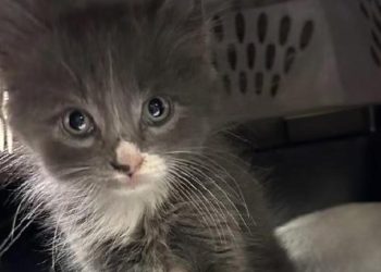 ABD polisi yavru kedinin sahibinin peşine düştü!