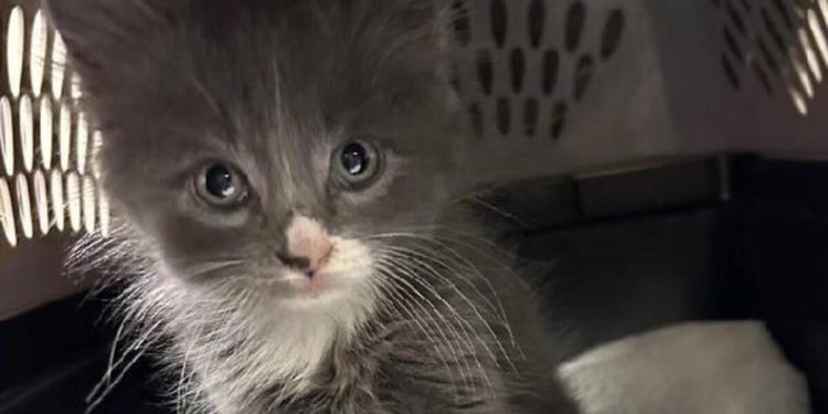 ABD polisi yavru kedinin sahibinin peşine düştü!