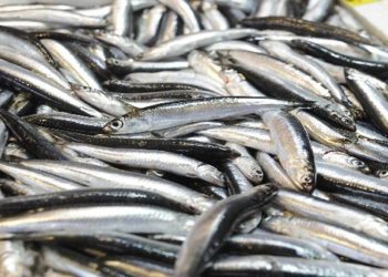 Av yasağı sona eriyor