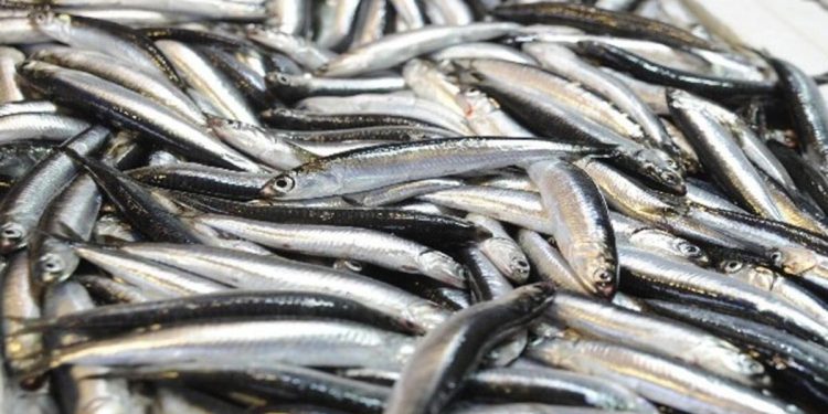 Av yasağı sona eriyor