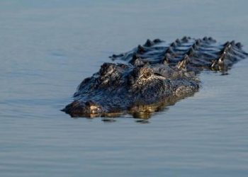 Avustralya’da timsah tartışması: Askerlere kâfi eğitim verilmiyor…
