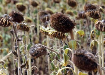 Ayçiçeğini kuraklık gerilimi vurdu