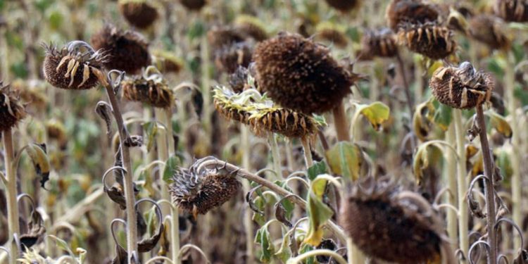 Ayçiçeğini kuraklık gerilimi vurdu