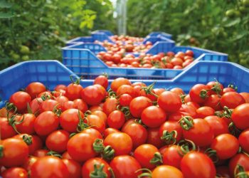 Bakan Yumaklı tarımda yeni devri anlattı… Zerzevat fiyatını tarım OSB’ler İle düşürme planı