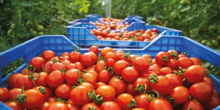 Bakan Yumaklı tarımda yeni devri anlattı… Zerzevat fiyatını tarım OSB’ler İle düşürme planı