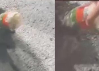 Başı kavanoza sıkışan rakunu polis kurtardı