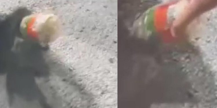 Başı kavanoza sıkışan rakunu polis kurtardı