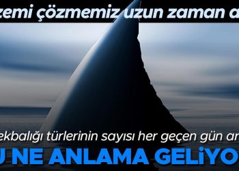 Denizlerdeki köpekbalığı cinslerinin sayısı süratle artıyor… Bu ne manaya geliyor? ‘Bu gizemi çözmemiz uzun vakit aldı’