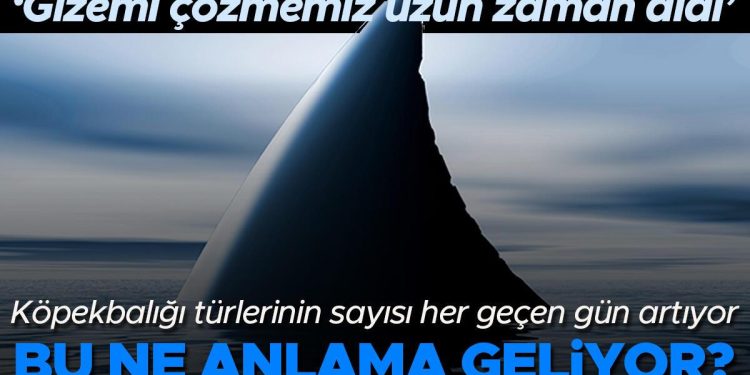 Denizlerdeki köpekbalığı cinslerinin sayısı süratle artıyor… Bu ne manaya geliyor? ‘Bu gizemi çözmemiz uzun vakit aldı’