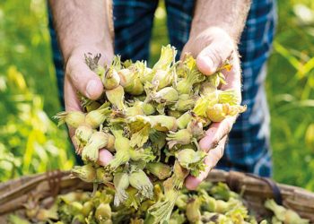 Fındıkta 100 tl beklentisi