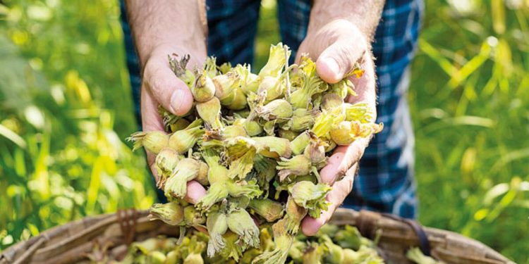 Fındıkta 100 tl beklentisi