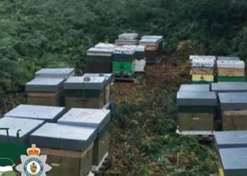 Galler polisi arı kovanı hırsızlarını arıyor